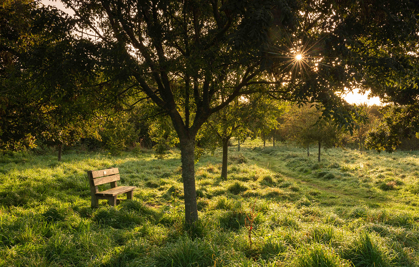 Funding secured to create interactive online tree map