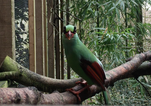 Help name Jersey Zoo’s first Javan green magpie chick