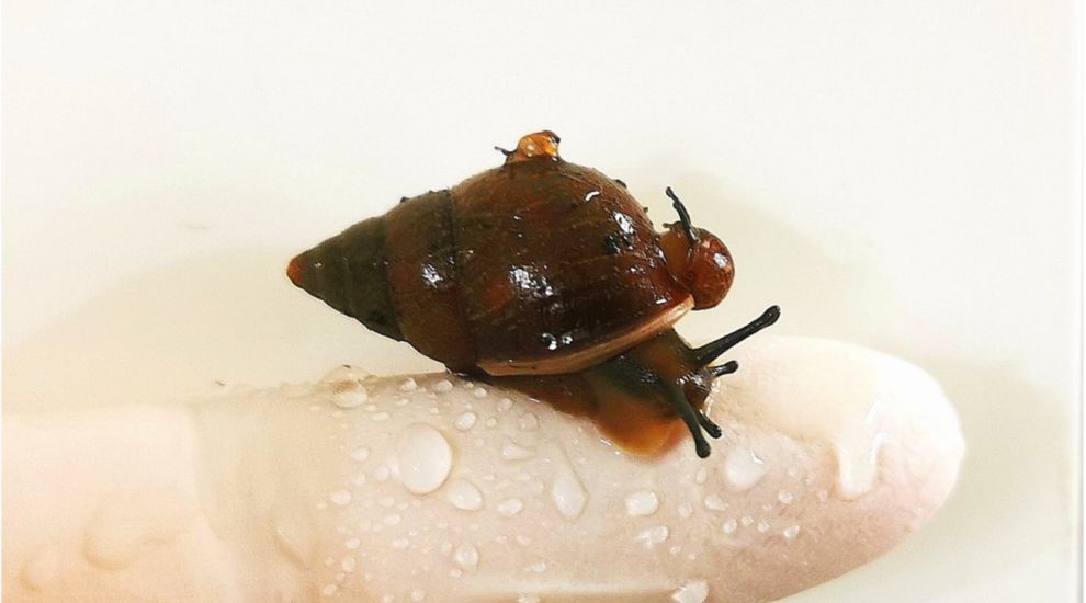 Rare snail species bred for first time at Jersey Zoo