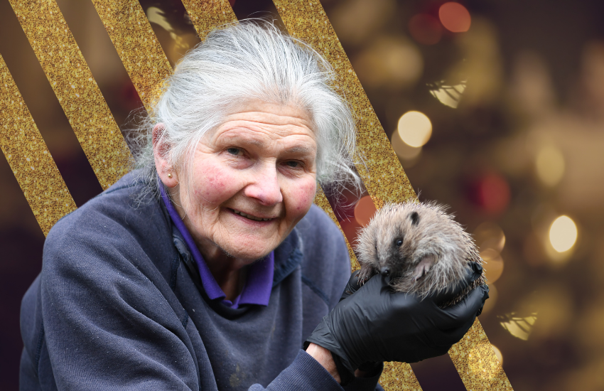 Charity Christmas Wishes: Jersey Hedgehog Preservation Group