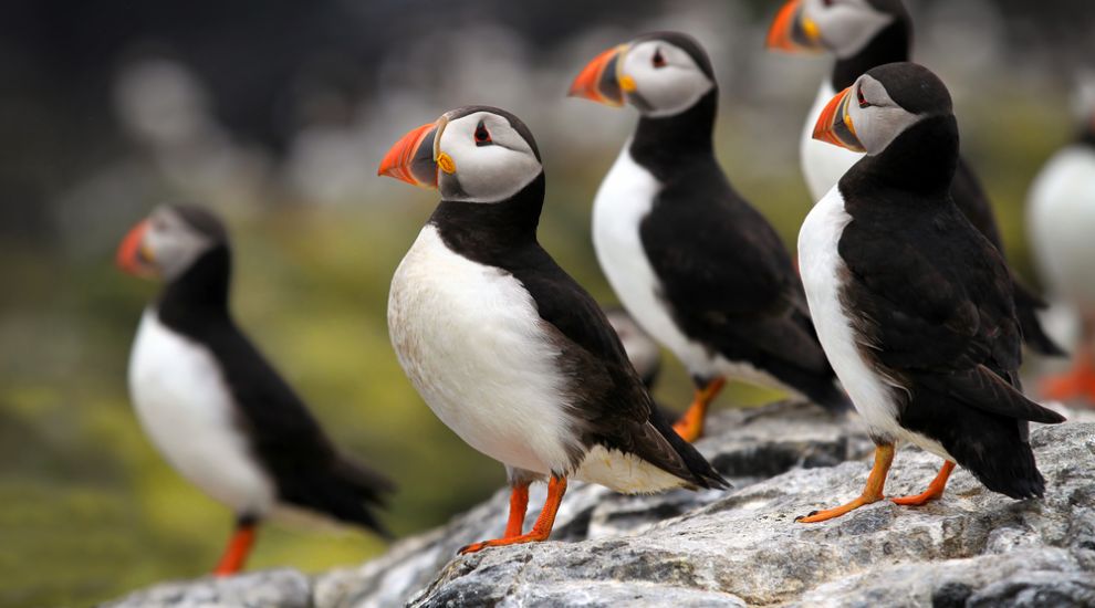 Puffins as endangered as elephants – and it will take “a big miracle” to save them in Jersey