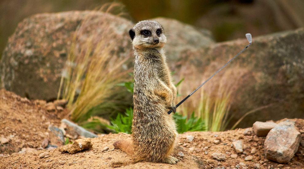 Tee-riffic triumph at Durrell’s Go Wild Golf Day as teams raise £10,000 for vital work to save species