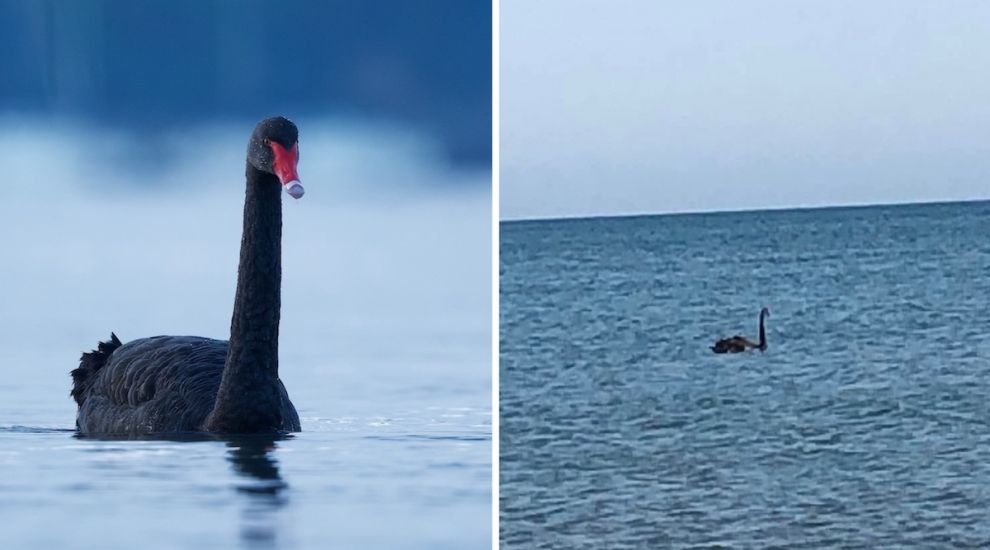 Black swan... or Jersey's own Loch Ness monster?