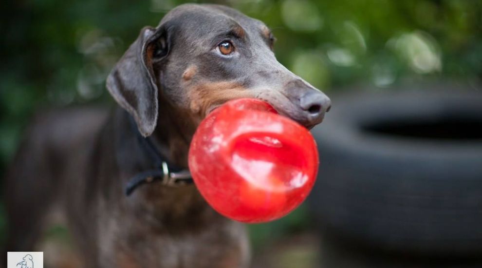 Wanted: Fluffy foster carers for homeless dogs