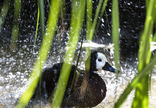 Downpour sees an extra 337,000,000 litres of rain fall - but is it about to ease off?