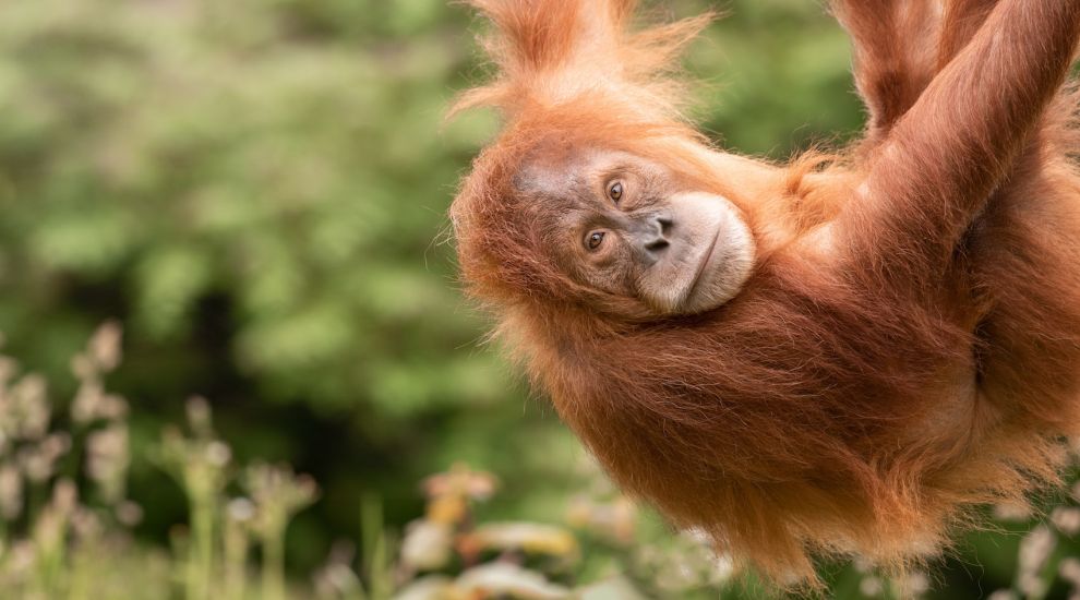 Birth of baby orangutan in Borneo gives hope for the future of the