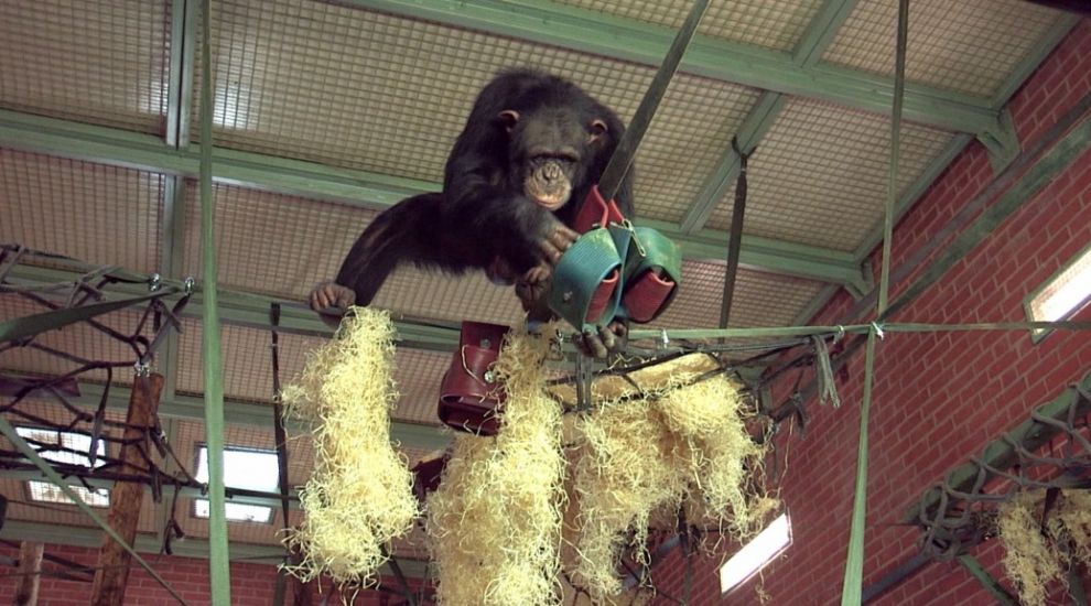 A zoo is using technology to encourage chimpanzees to act more