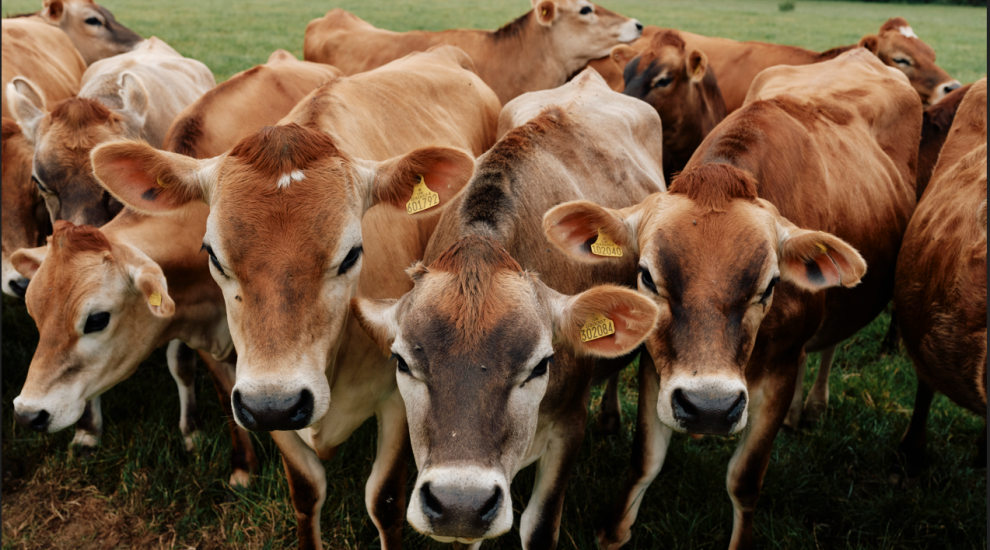 Trust's generosity helps dairy farmer rebuild his herd