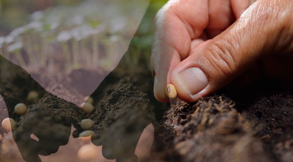 Cancer charity's therapeutic veg patch to fuel town café