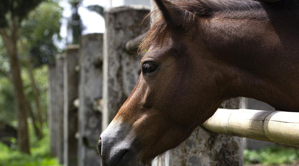 Inclusive horse-riding school “distraught” as donations box stolen