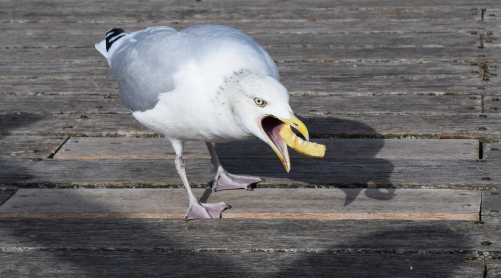 Don't feed the greedy gulls! Parish issues £1,000 warning