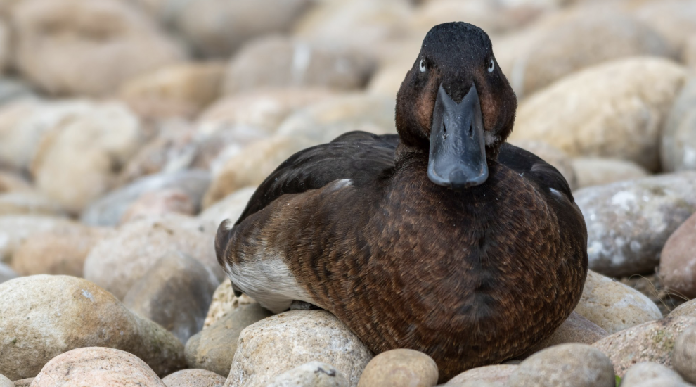 Durrell helps to return world’s rarest duck to ancestral home