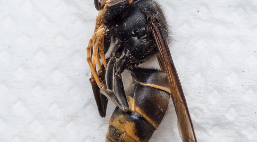 Asian Hornet identified in Guernsey