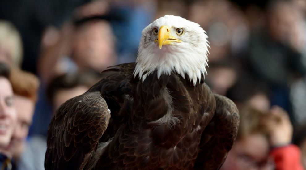 Police considering 'using eagles to tackle rogue drones'