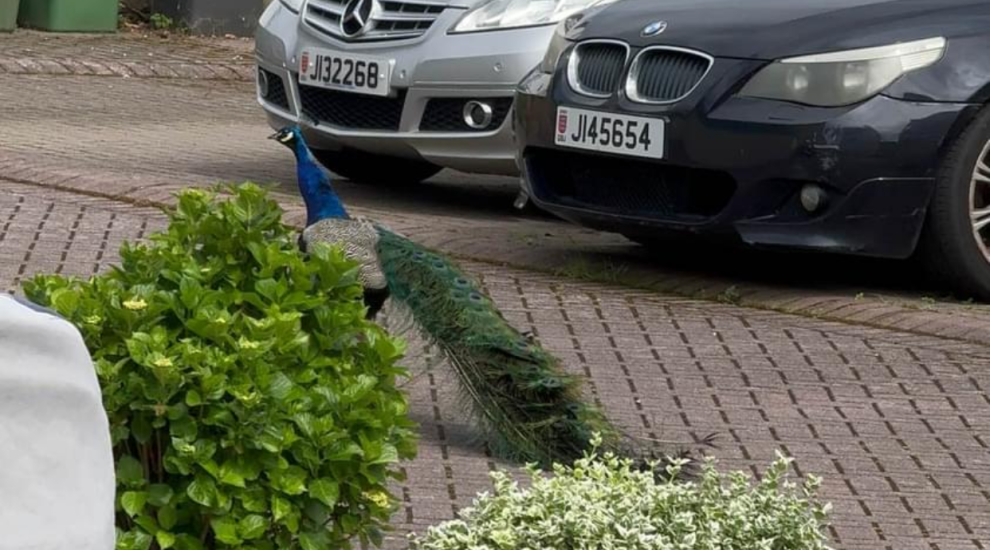 Fowl play? Missing peacock spotted on St Helier estate