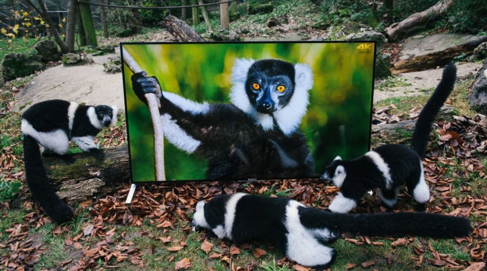 A nature reserve is using Sony 4K TVs to show lemurs their natural habitat