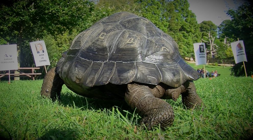 VIDEO: At last... Election Tortoise picks his winner!