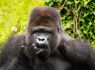 New multi-million-pound house for gorillas at Jersey Zoo