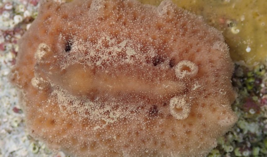 Rare sponge-feeding sea slug uncovered at Les Ecréhous