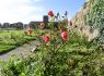 Thousands of rose bushes to be replanted at Crematorium