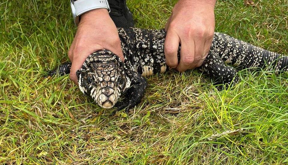 Escape-proof new home for giant lizard who went rogue in Guernsey