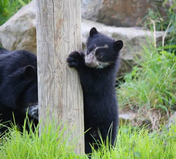 Could this be Cubby McBearface?