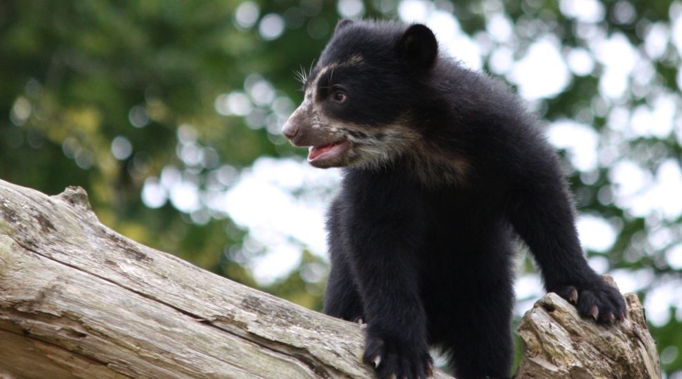 Teddy bears picnic at Jersey Zoo