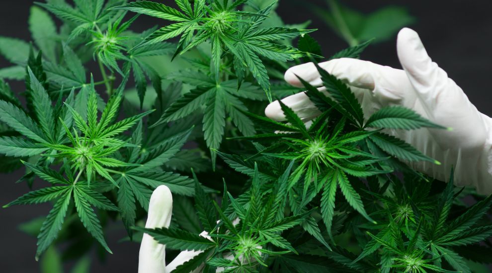 Jersey’s cannabis sector yet to deliver significant tax revenue