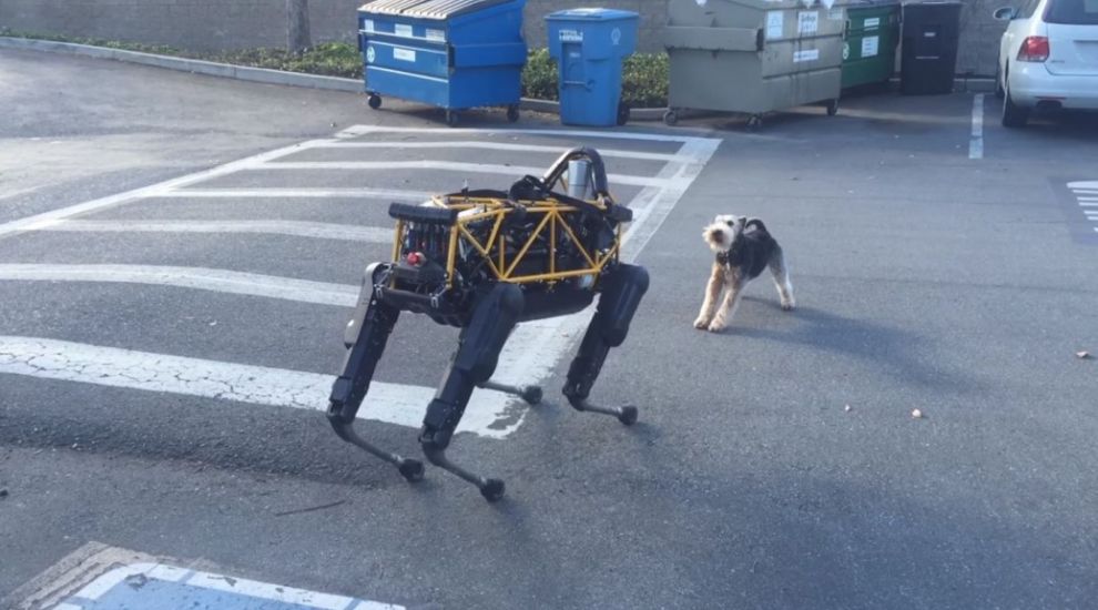 Watch this terrier get irate about a robot dog