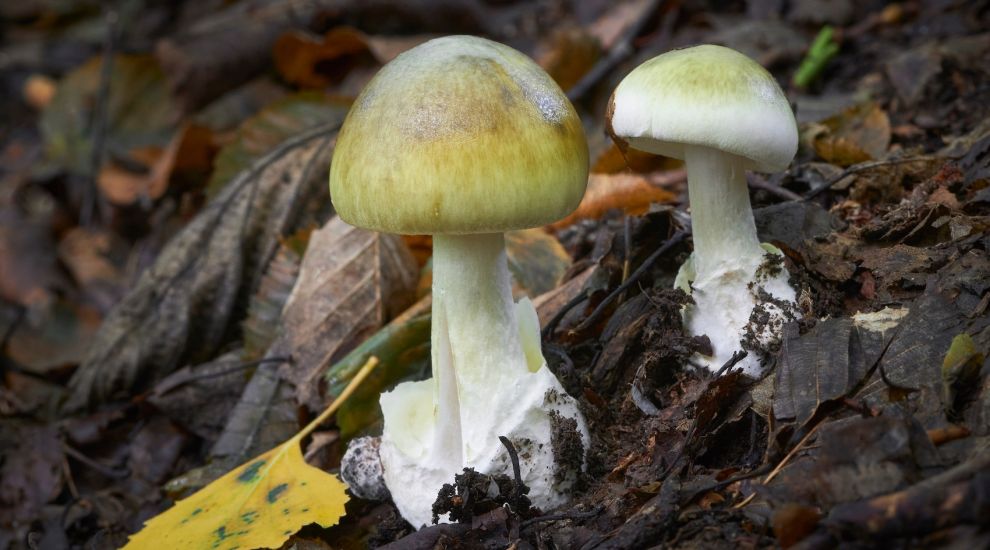 ADVICE: Warning after three hospitalised due to mushroom poisoning