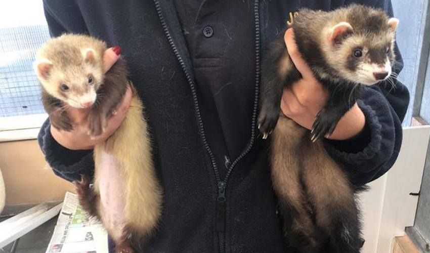 WATCH: Ferret friends flown first-class to Alderney