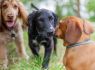 Bid for dog daycare permission in St Martin rejected again