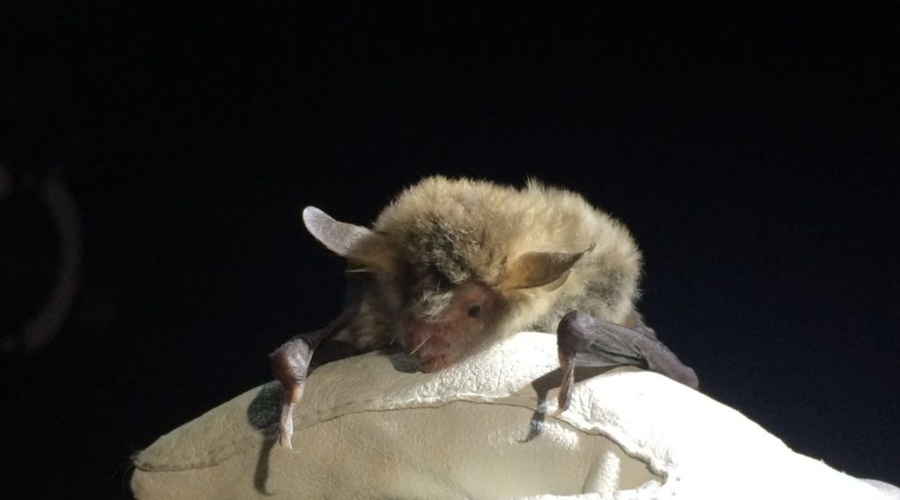 FOCUS: How will bats be impacted by wind farm plans?